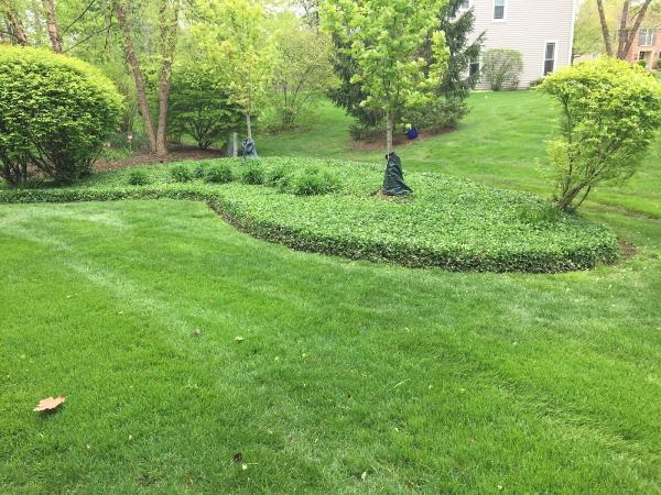 Local Lawn Care & Landscaping