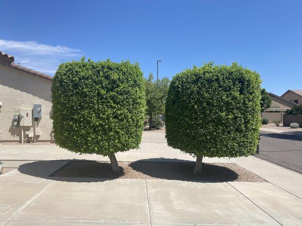 Premier Lawn Care LLC
