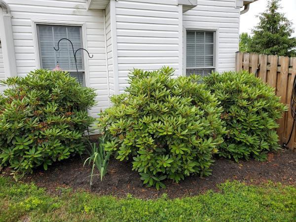 Cornelius Lawn and Garden LLC