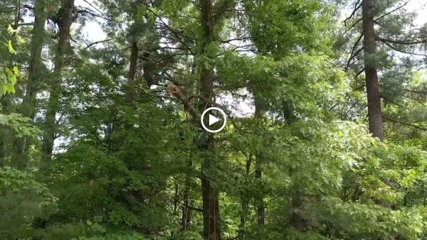 On a Limb Tree Care