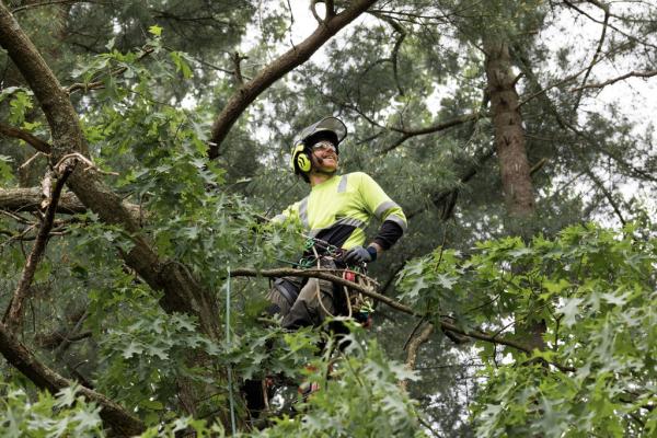 On a Limb Tree Care