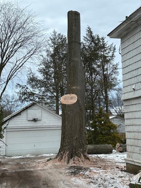 On a Limb Tree Care