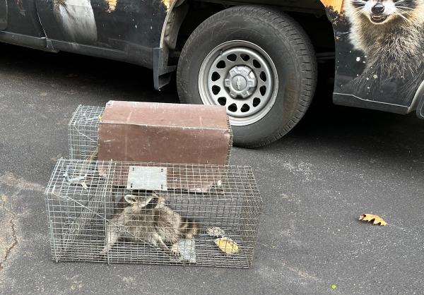 District Wildlife Solutions Humane Wildlife Removal