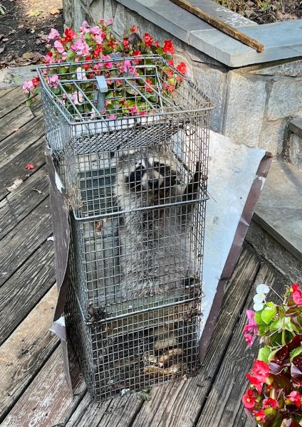 District Wildlife Solutions Humane Wildlife Removal