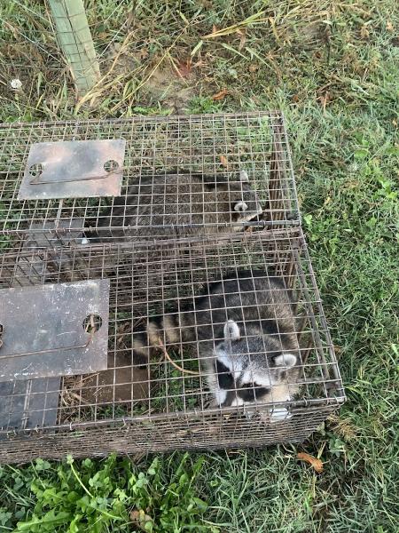 The Critter Gitters