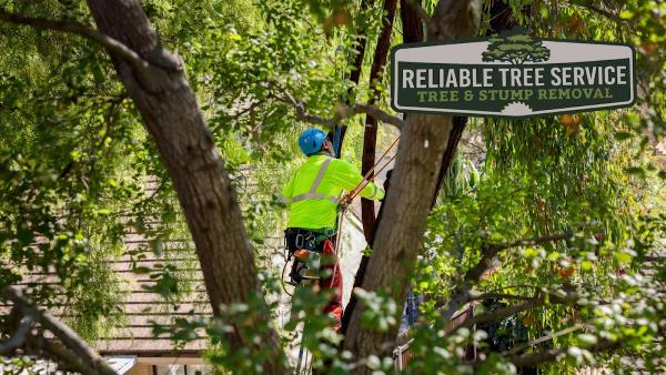 Reliable Tree Removal & Stump Removal