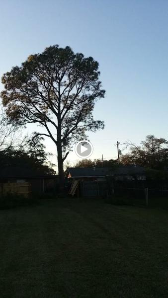 Reliable Tree Removal & Stump Removal