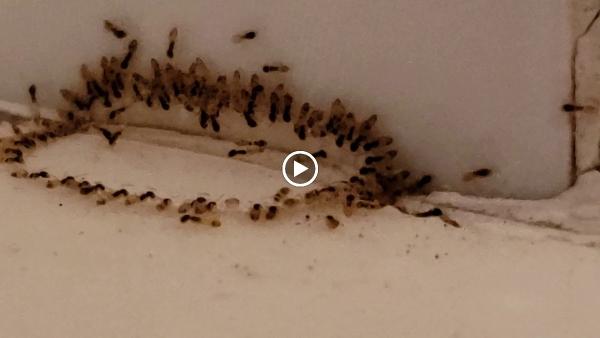 Bugs By Brian