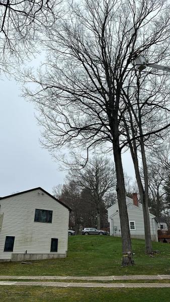 GM 2 Tree Services