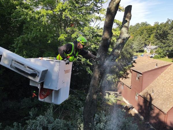 GM 2 Tree Services