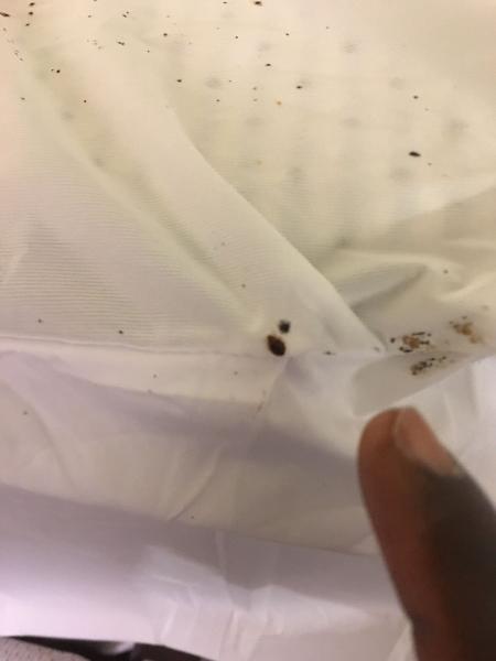 JB Queens NY Pest Control