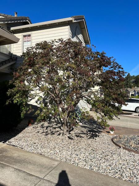 Castillo Tree Service