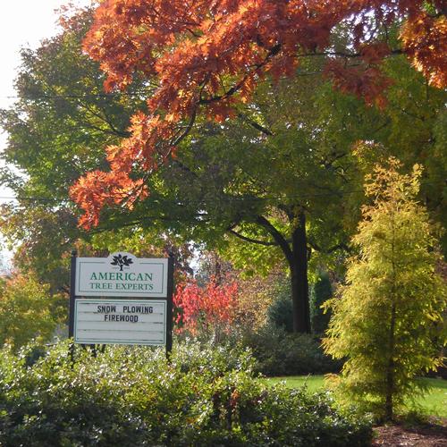 American Tree Experts Inc