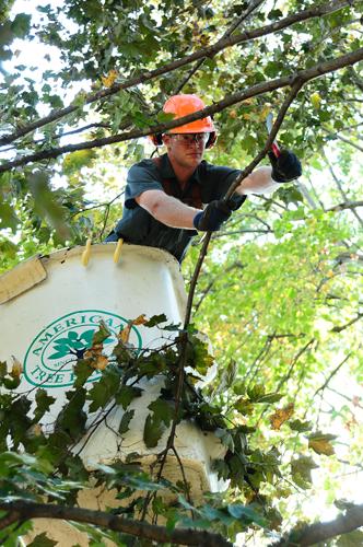 American Tree Experts Inc