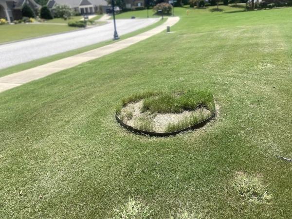 Xact Lawn Care