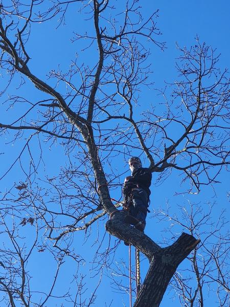 J & J Professional Tree Service