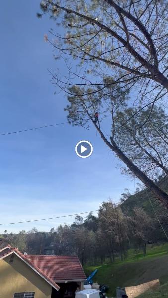 Jay's Tree Service