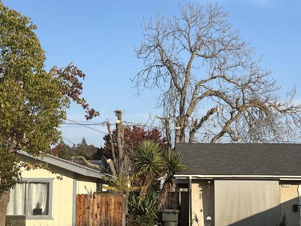 Jay's Tree Service