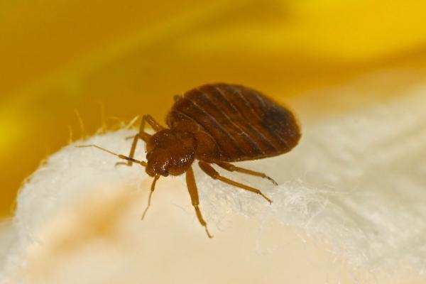 Salem Pest Solutions