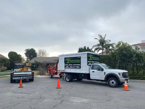 Perfection Tree Specialist