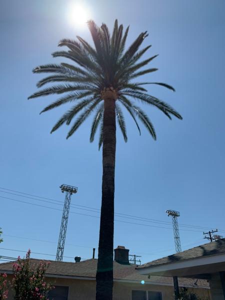 Perfection Tree Specialist
