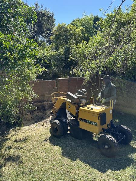 Perfection Tree Specialist