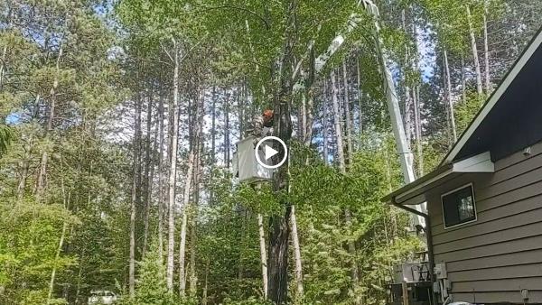 Todd's Tip Top Complete Tree Service