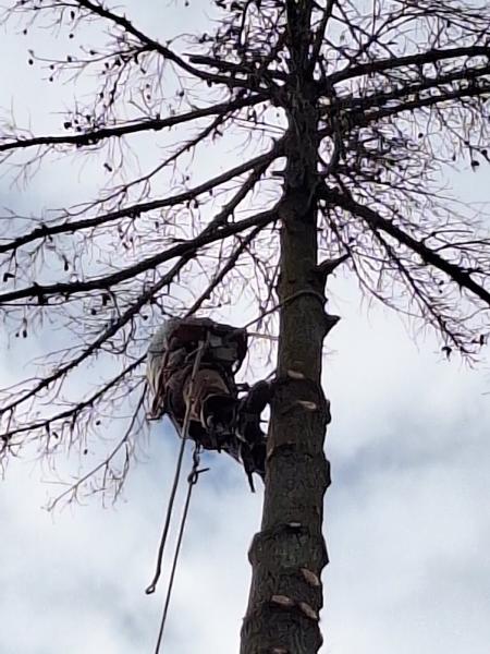 Diego P Tree Services