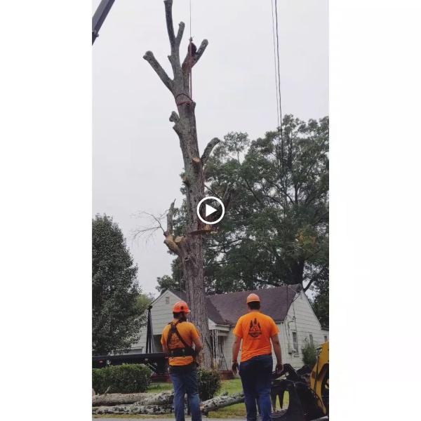 Lumberjacks Tree Service