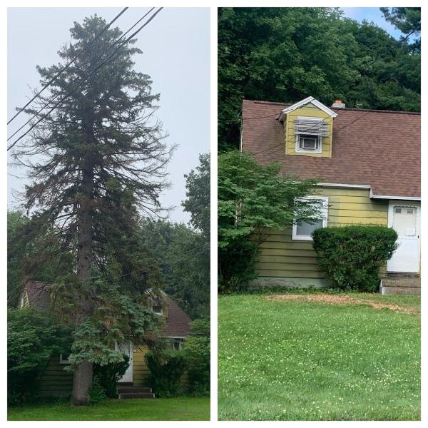 L. Moore Tree Service