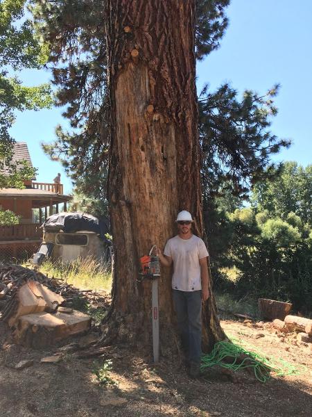 Big's Tree Service LLC