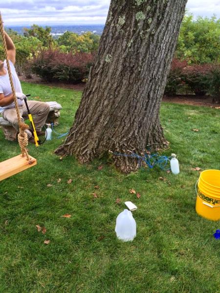 Tavlan Tree Service and Landscaping