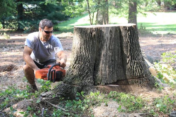 Tavlan Tree Service and Landscaping