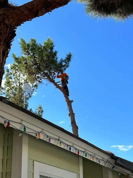 Falcon Tree Service
