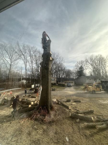 Jjs Family Tree Service LLC