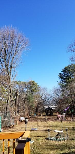 Master Tree Services Inc.