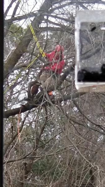 Master Tree Services Inc.