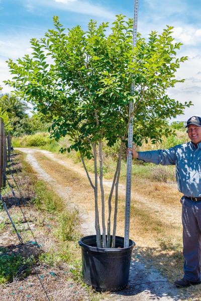 Southern Tree Growers