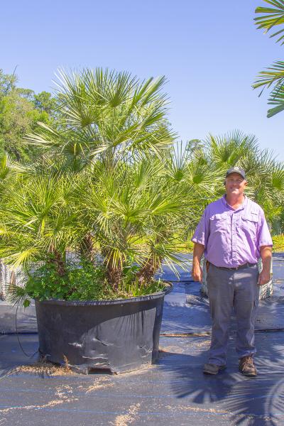 Southern Tree Growers