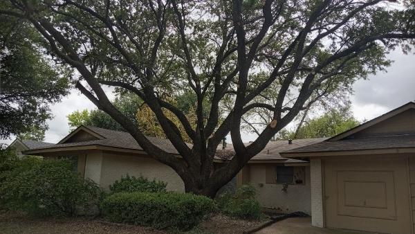 Alvarez Tree Service