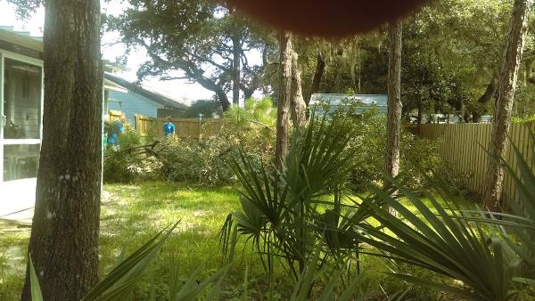 A-1 Allen's Tree Specialist