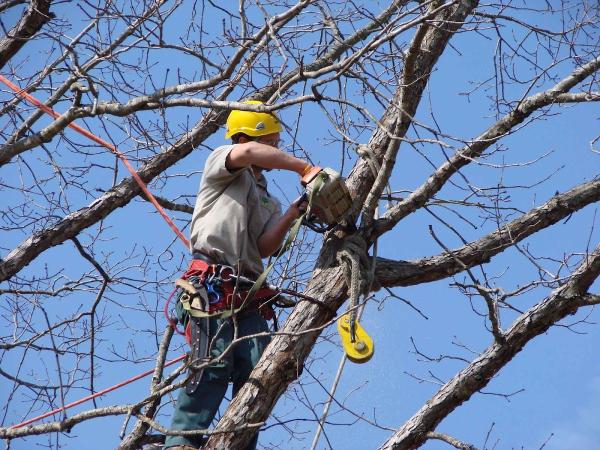 RKD Tree Services