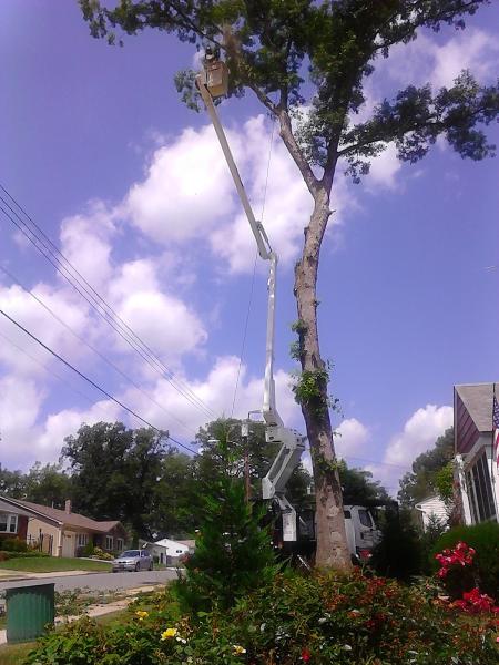 RKD Tree Services