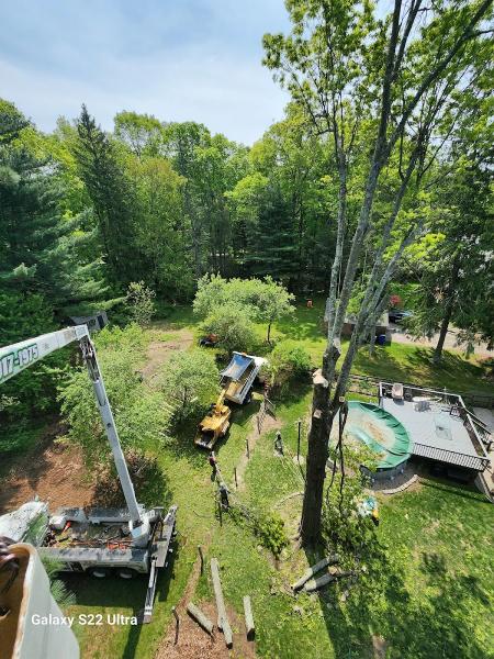 Angelo Tree Service