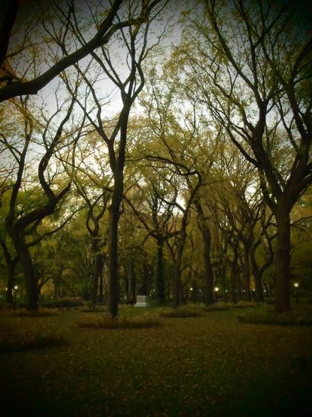 Alexander Tree Experts