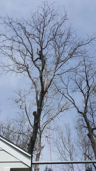 Alexander Tree Experts