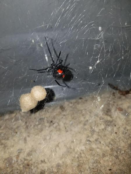 Around the Clock Pest Control