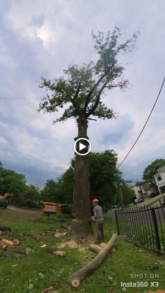 Nashville Tree Service NTS