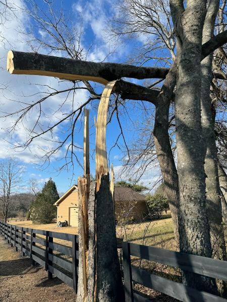 Nashville Tree Service NTS
