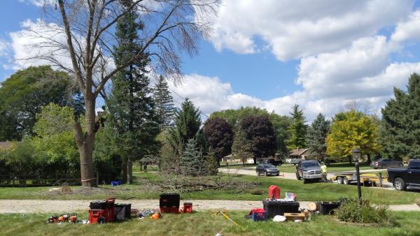 Nelson Treeworks